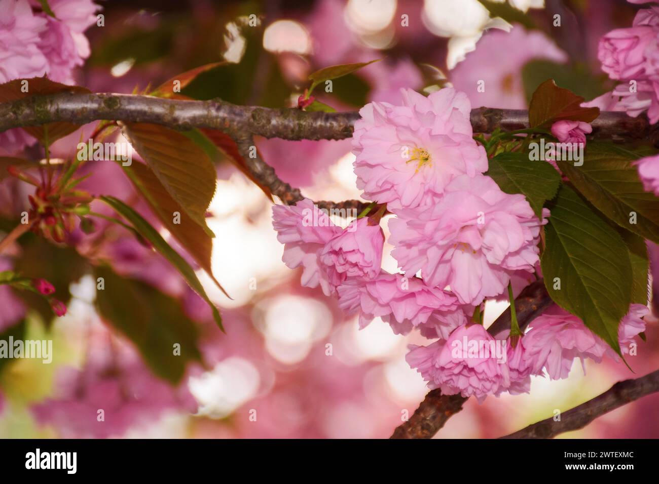 cherry blossom of kwanzan sakura on a sunny day. spring holiday season Stock Photo
