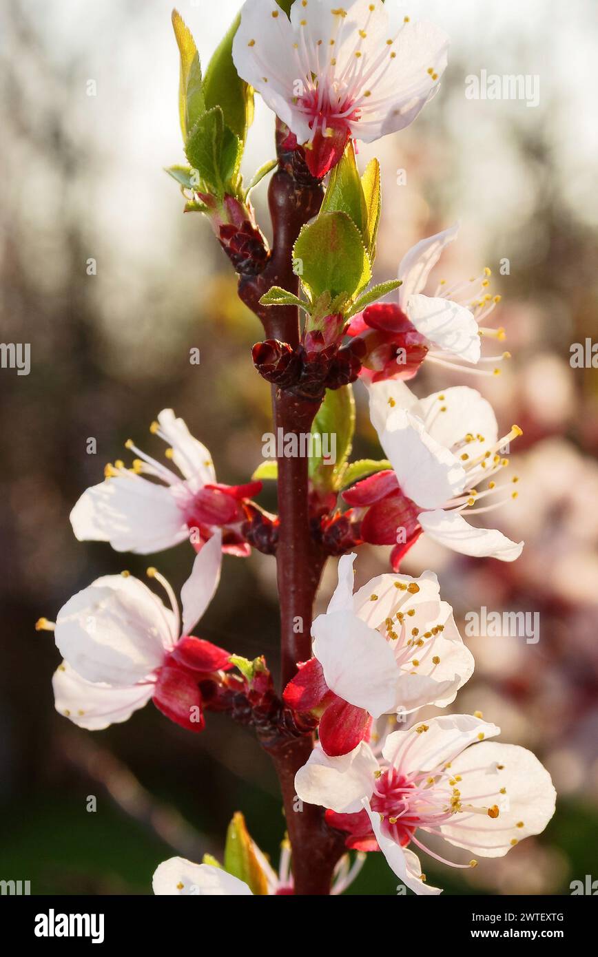 plum tree garden in full blossom. twig closeup on rural background in spring Stock Photo
