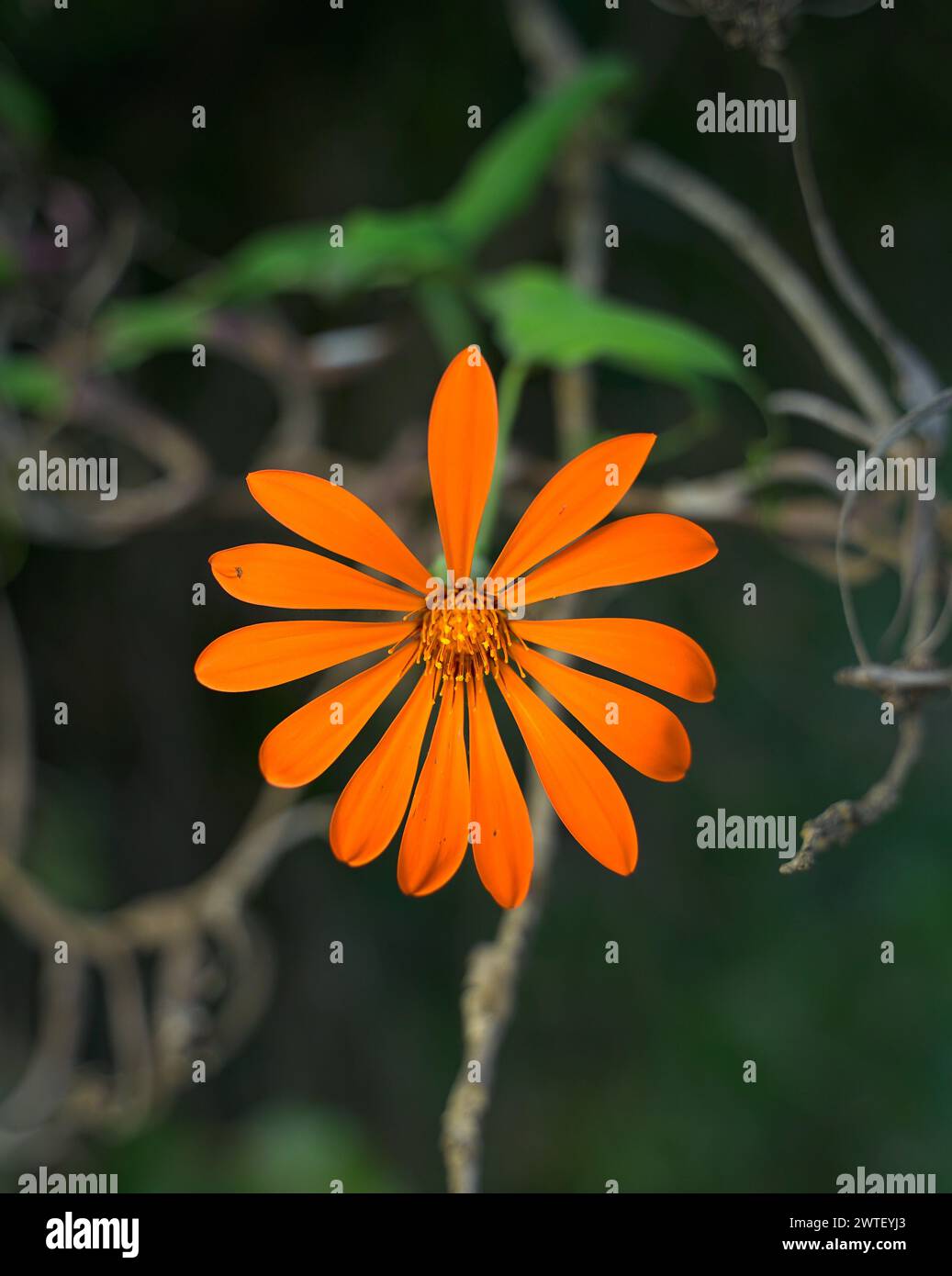 Flor naranja en el bosque Stock Photo
