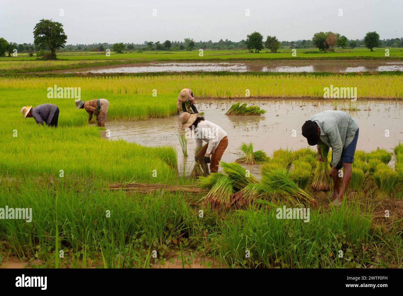 Wtf Rice Farm workers in rice fields in Battambang in Cambodia in South East ...