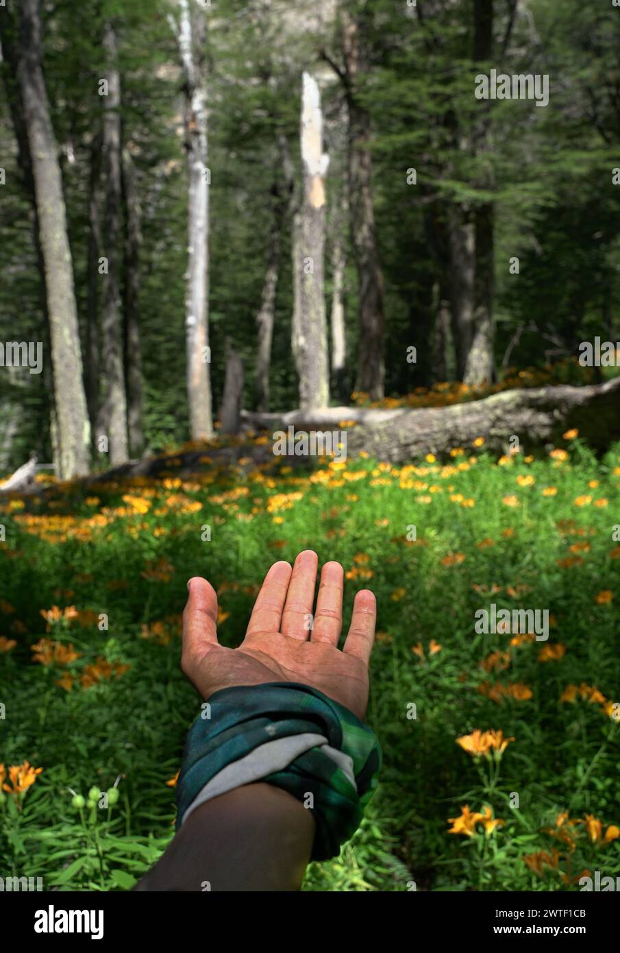 primer plano de una mano en el bosque Stock Photo