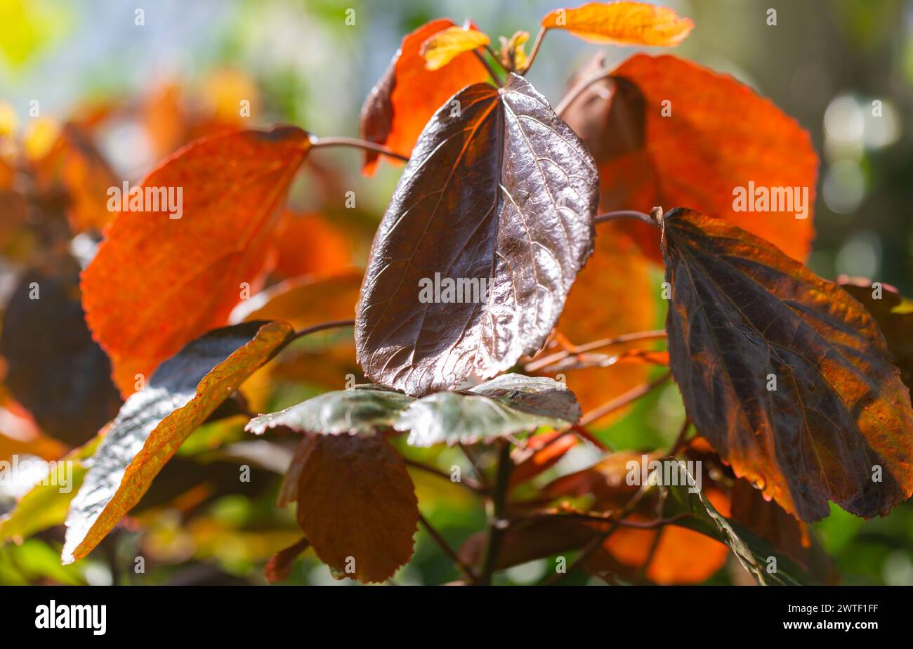 Growing Copperleaf plant / Acalypha wilkesiana, lit by natural light in a conservatory.. Stock Photo