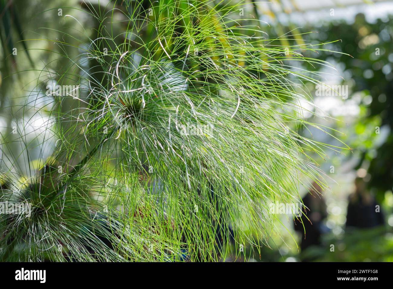 Nature Rediscovered -  Tropical Grasses in a greenhouse with background blur and copyspace Stock Photo