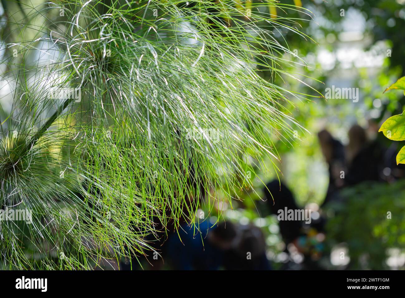 Nature Rediscovered -  Tropical Grasses in a greenhouse with background blur and copyspace Stock Photo
