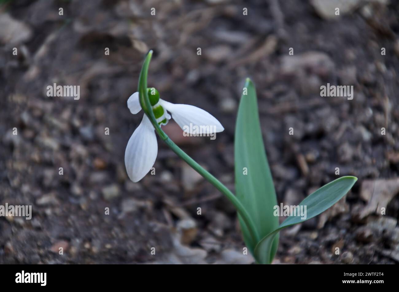 Fresh white snowdrops in garden at early spring, Sofia, Bulgaria Stock Photo
