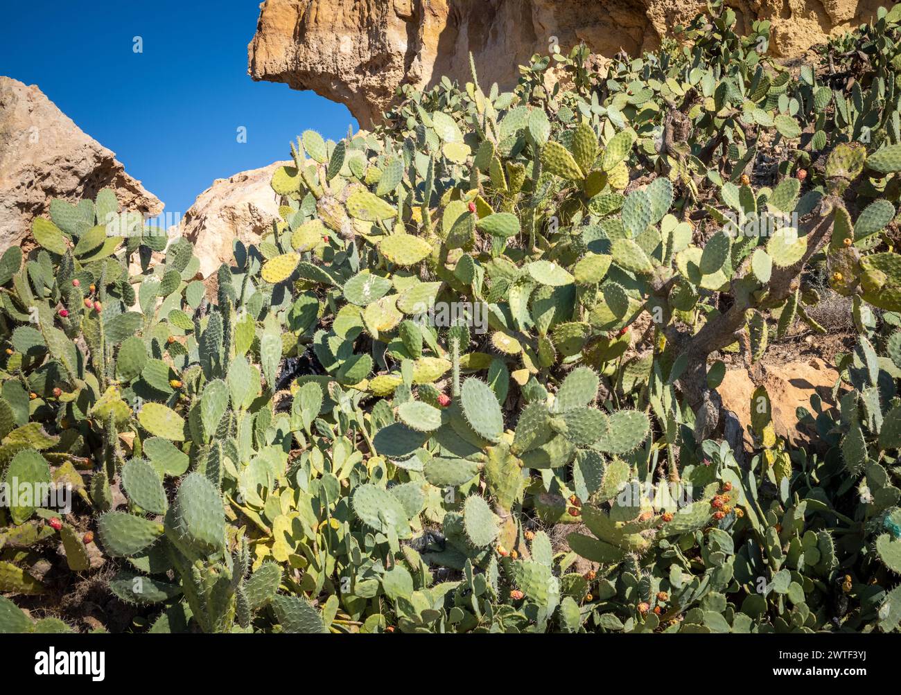 A large prickly pear cactus (Opuntia ficus-indica), or Barbary fig, growing in Takrouna, Tunisia. Stock Photo