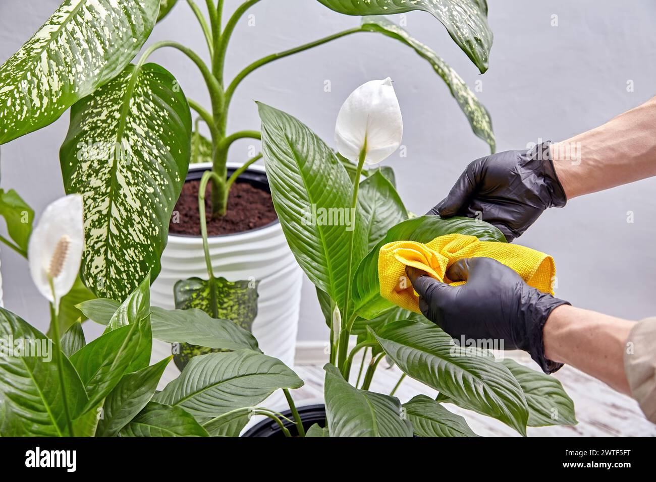 Hands in latex gloves wipe the leaves of indoor plants with a yellow