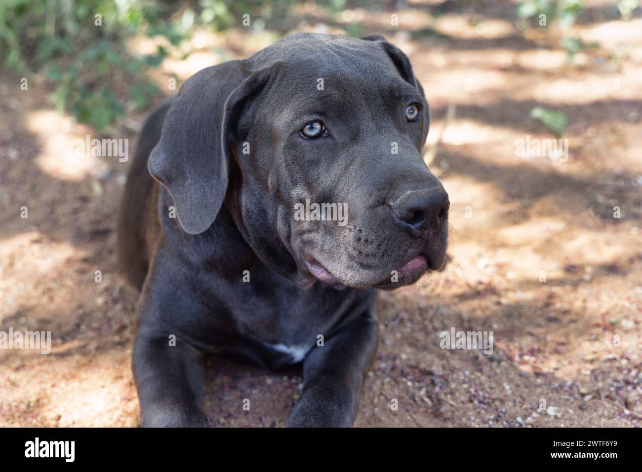 boerboel black puppy outdoors. The Boerboel is a South African breed of large dog of mastiff type, used as a family guard dog Stock Photo