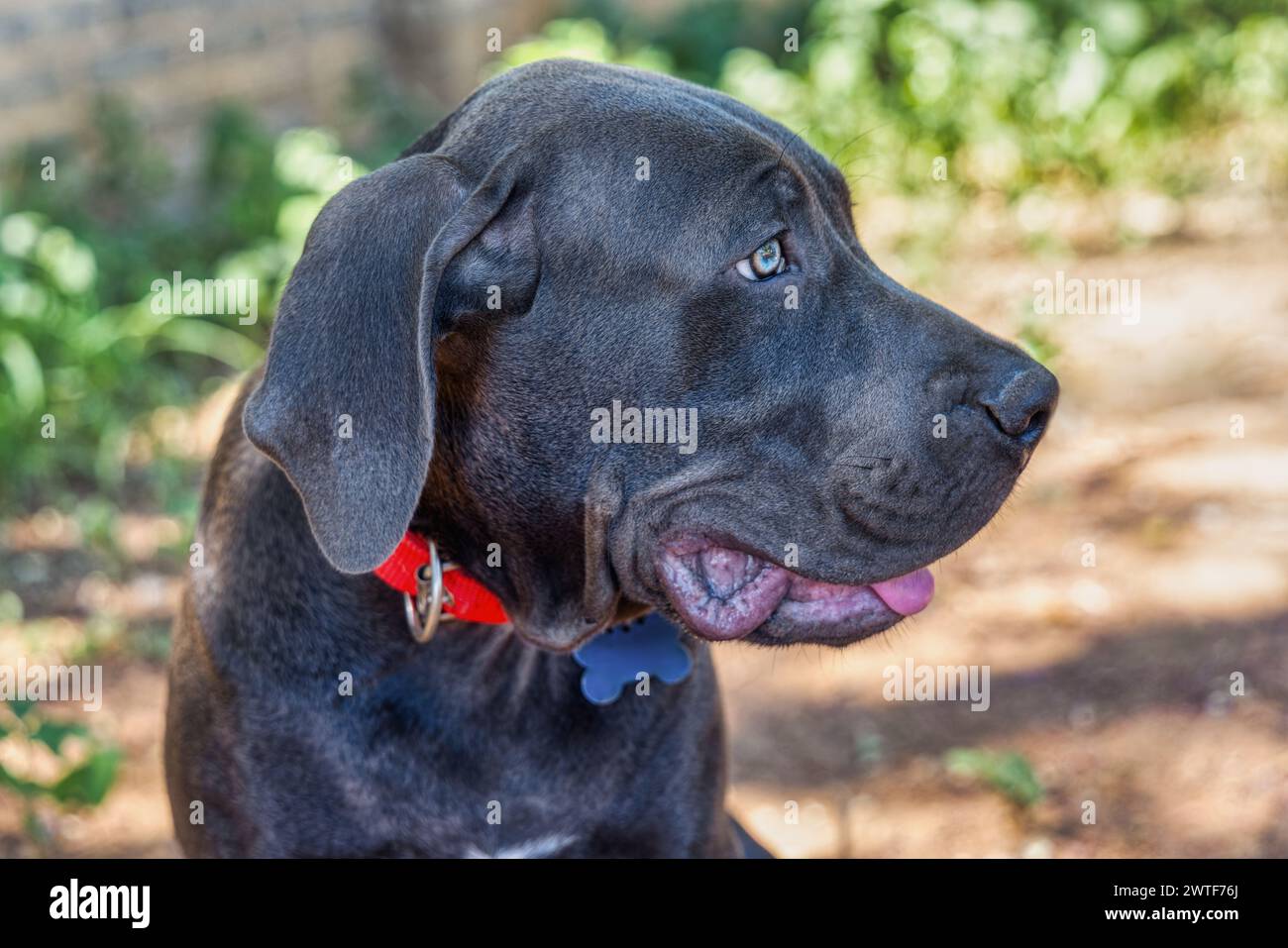boerboel black puppy outdoors. The Boerboel is a South African breed of large dog of mastiff type, used as a family guard dog Stock Photo