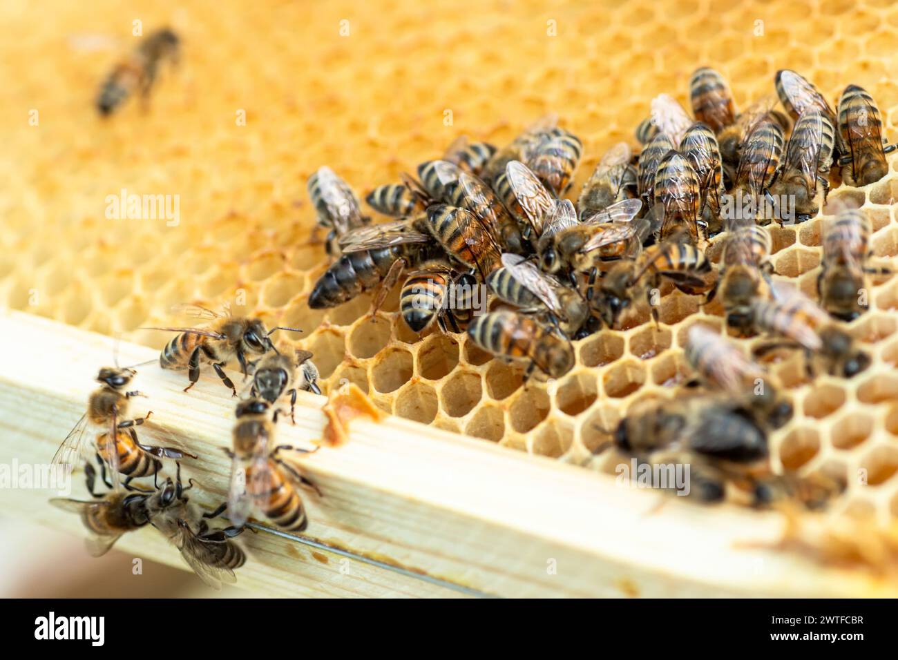 The colours of a worker honey bee hi-res stock photography and images ...