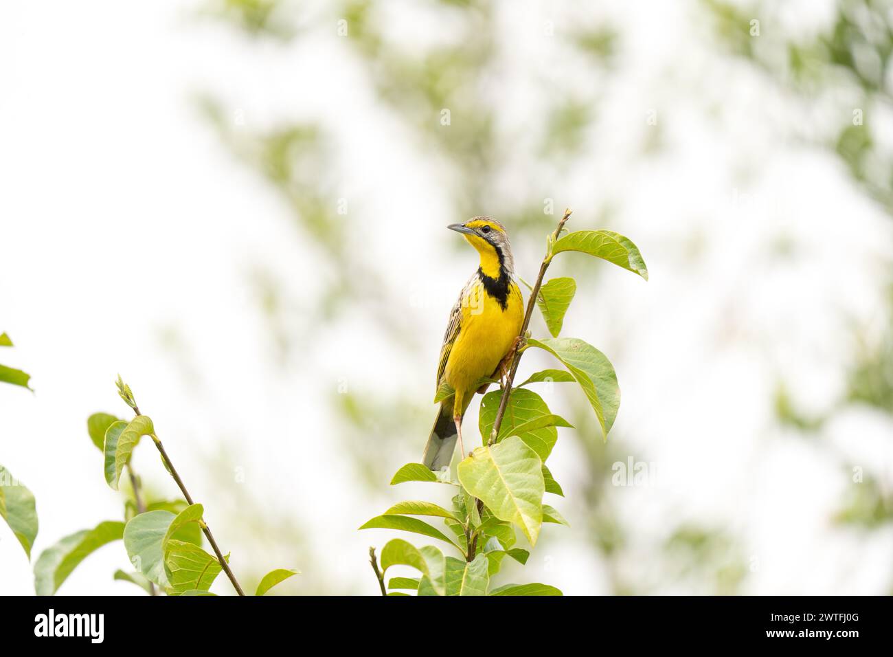 Yellow throated longclaw in Queen Elizabeth national park. Macronyx croceus in the bushes. Safari in Uganda. Yellow bird on the top of branch. Stock Photo