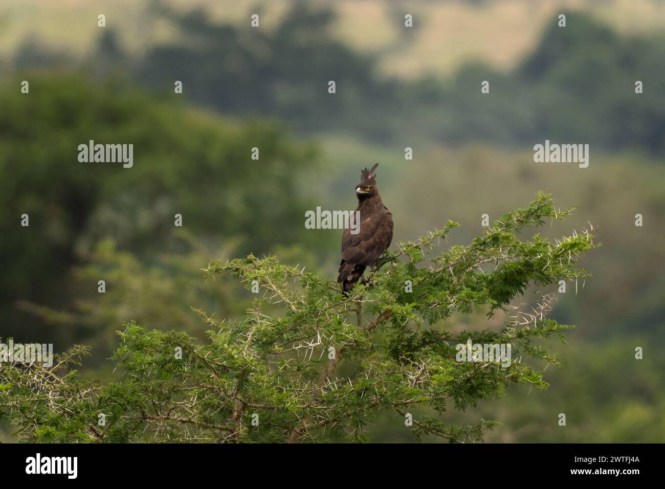 Long crested eagle is sitting on the akacie. Eagle is patrolling in Queen Elizabeth national park. Safari in Uganda. Stock Photo