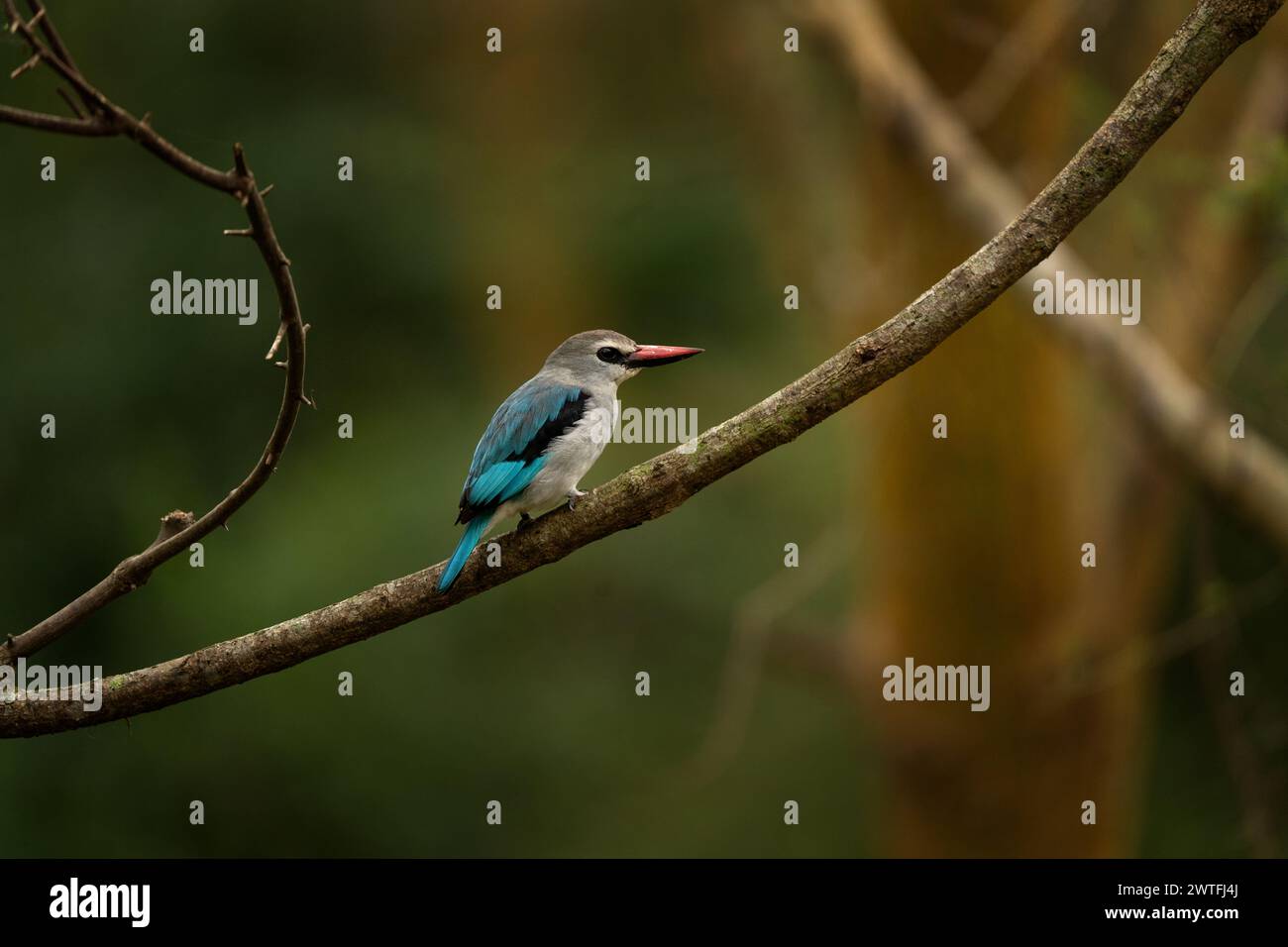 Mangrove kingfisher in Queen Elizabeth national park. Halcyon senegaloides in the bushes. Safari in Uganda. Grey kingfisher with blue wings. Stock Photo