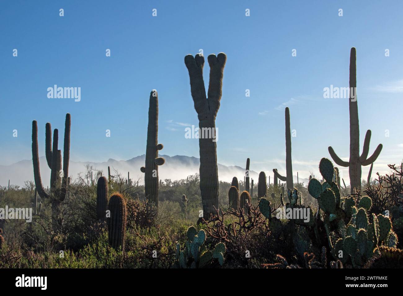 Abnormal Saguaro (Carnegiea gigantea) Stock Photo
