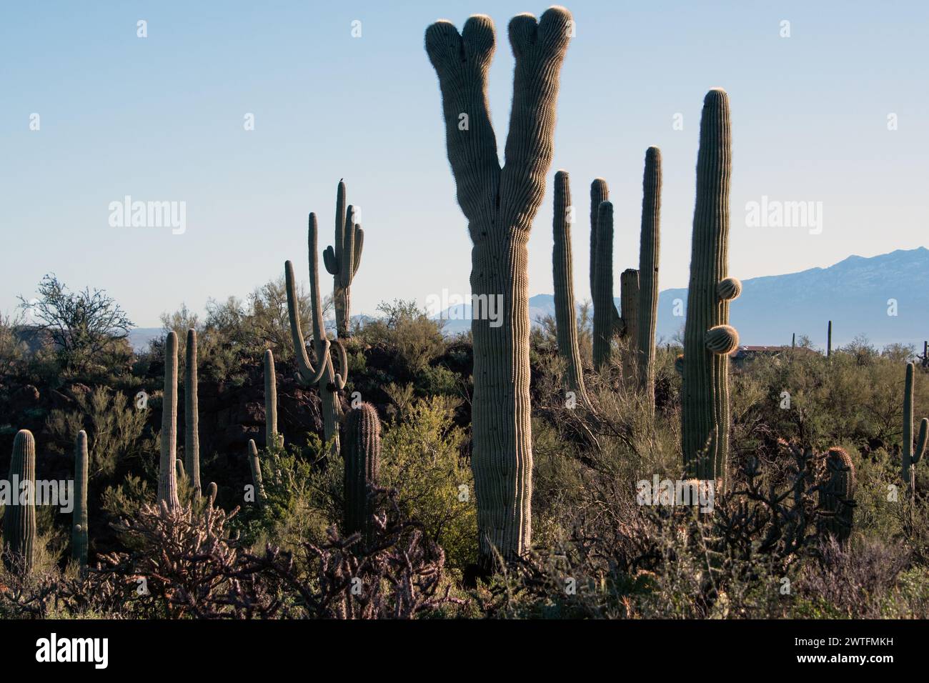 Abnormal Saguaro (Carnegiea gigantea) Stock Photo