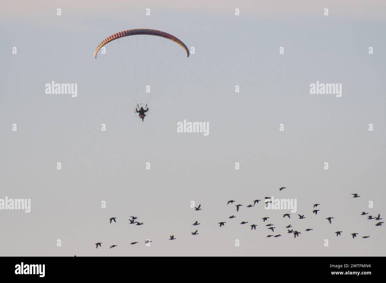 Powered parachute flying with birds Stock Photo