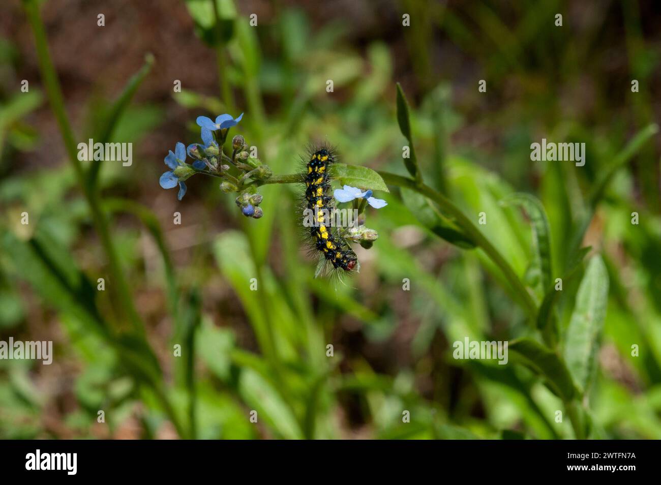 Caterpillar of a Forget-Me-Not Moth (Gnophaela latipennis) on a stickseed (Forget-me-not). Stock Photo