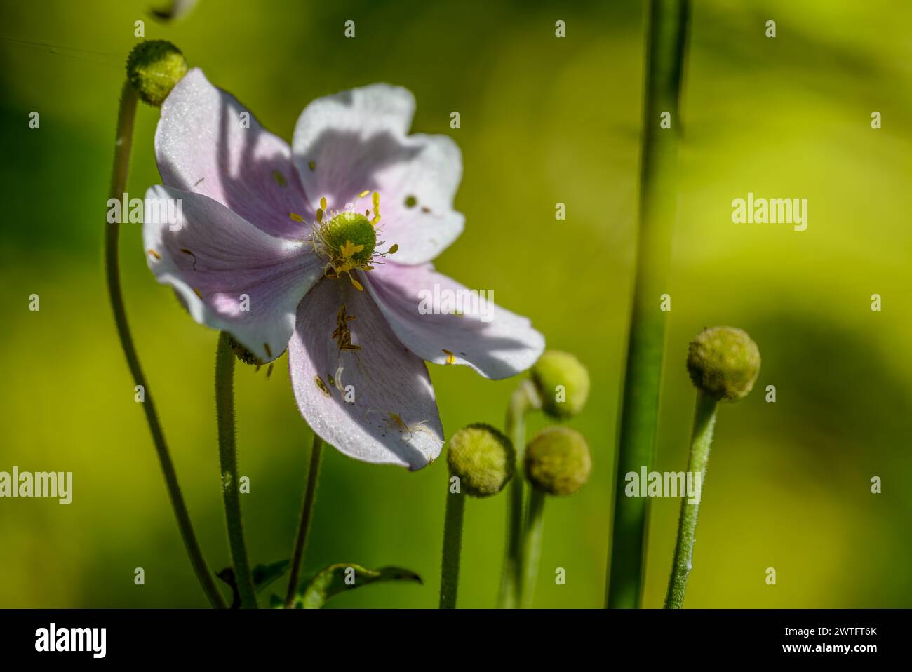 Japanese Anemone September Charm flower Stock Photo