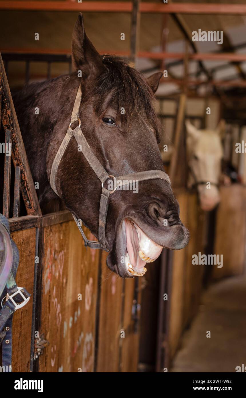 horse portrait, headshot, in stable, laughing horse in the stable Stock Photo