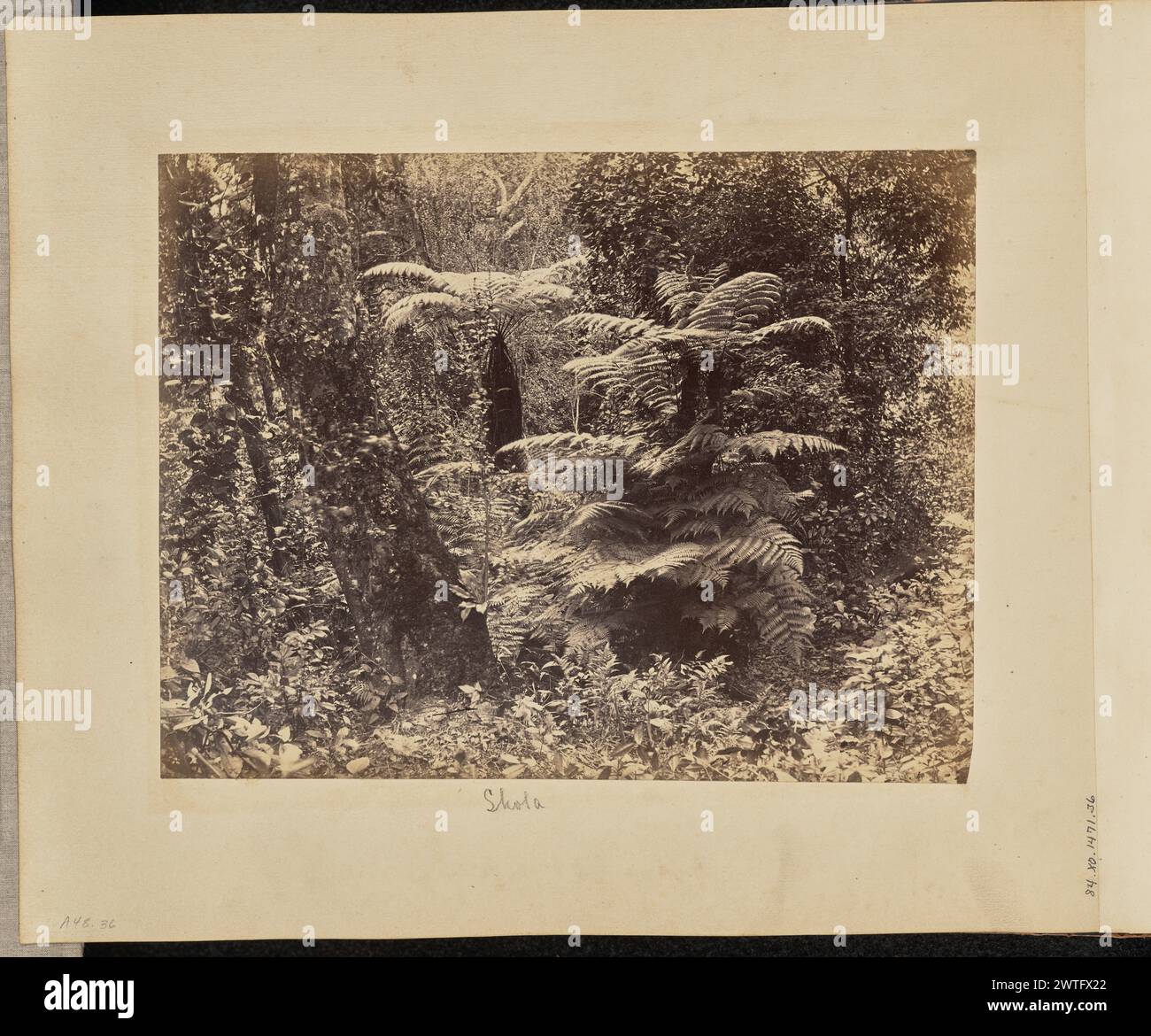 Shola. Unknown, photographer about 1866–1870 View of a densely vegetated area, probably part of a tropical high altitude forest known as a 'shola,' with a number of large ferns in the center of the image. (Recto, print) lower right, inscribed in the negative: '42'; (Recto, mount) lower left, in pencil: 'A48.36'; Lower center, in pencil: 'Shola'; Stock Photo