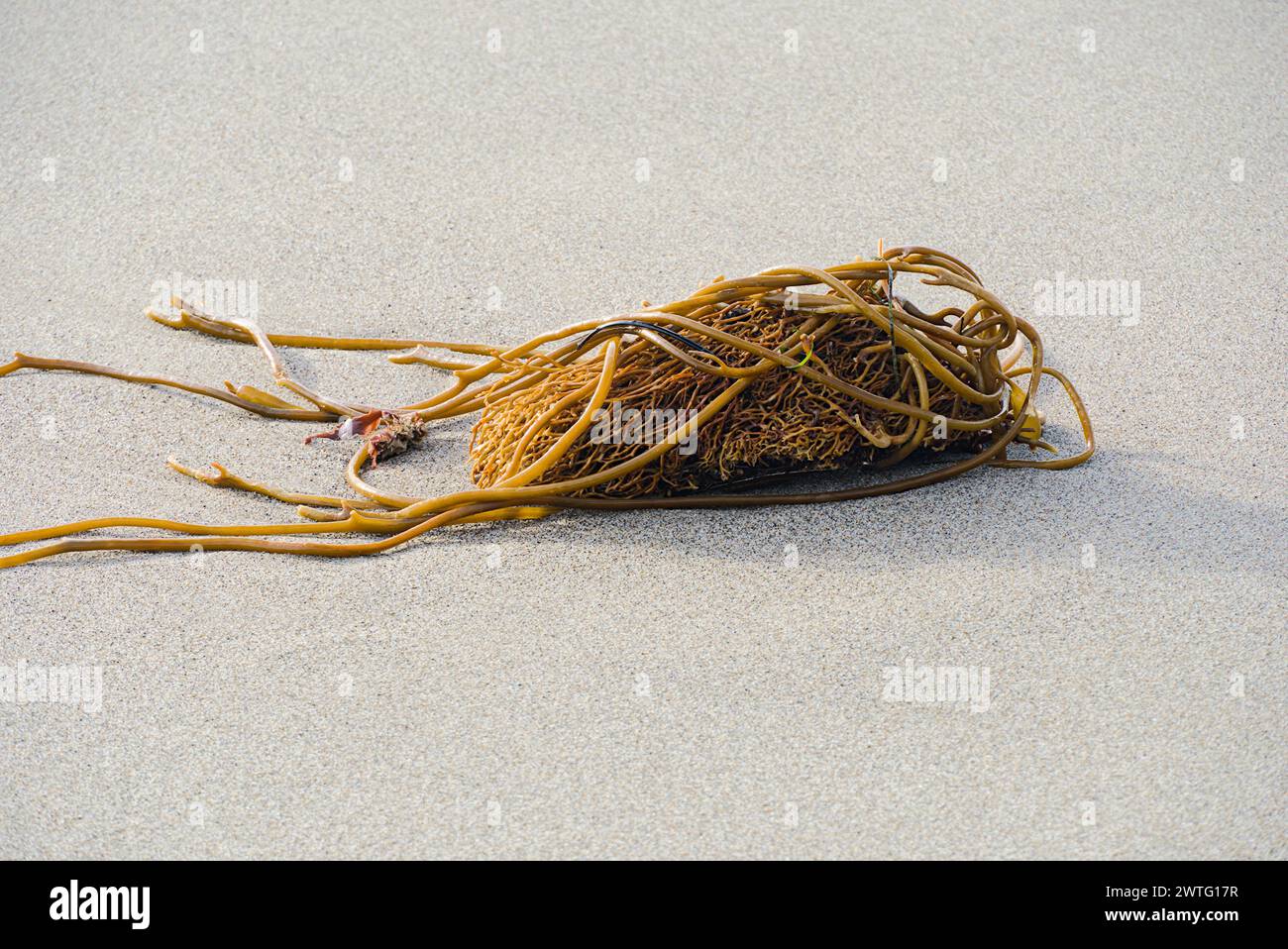 A roll of brown sea weeds on the sand beach. Stock Photo