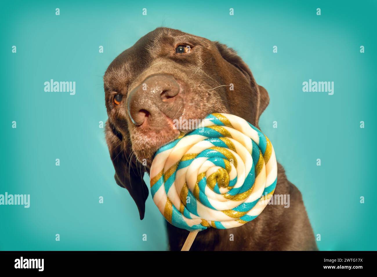 A brown labrador retriever dog licking at a lollipop lolly in front of colorful studio background Stock Photo