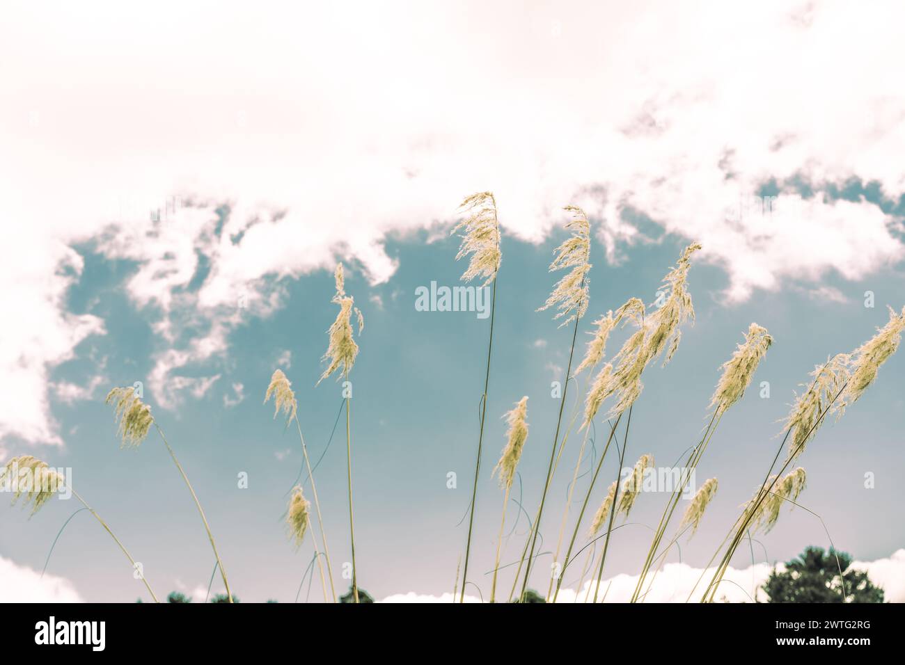 Pampas landscape cloudy sky hi-res stock photography and images - Alamy