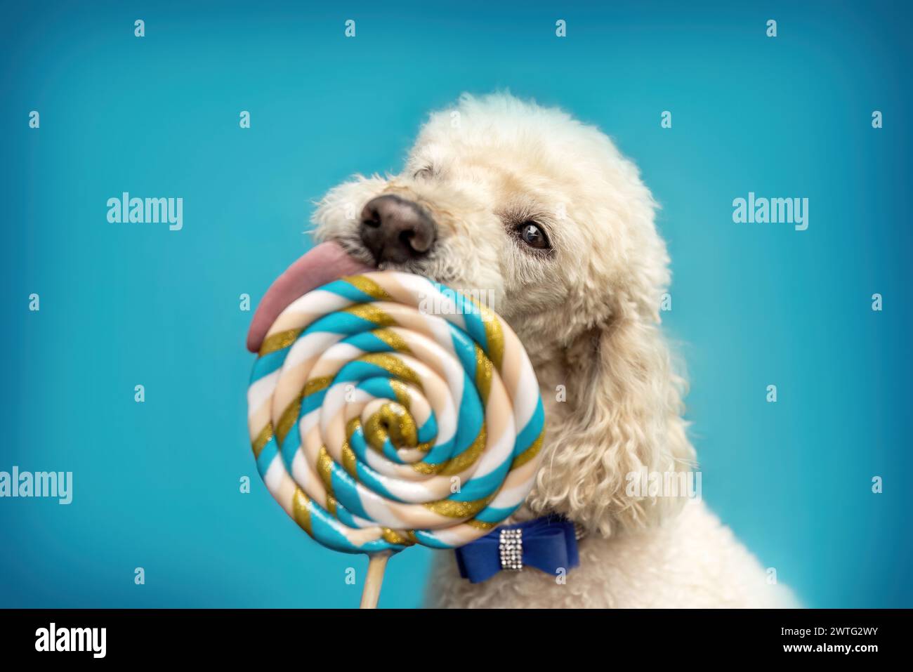 Blue lollipop hi-res stock photography and images - Alamy, image size:1300x957