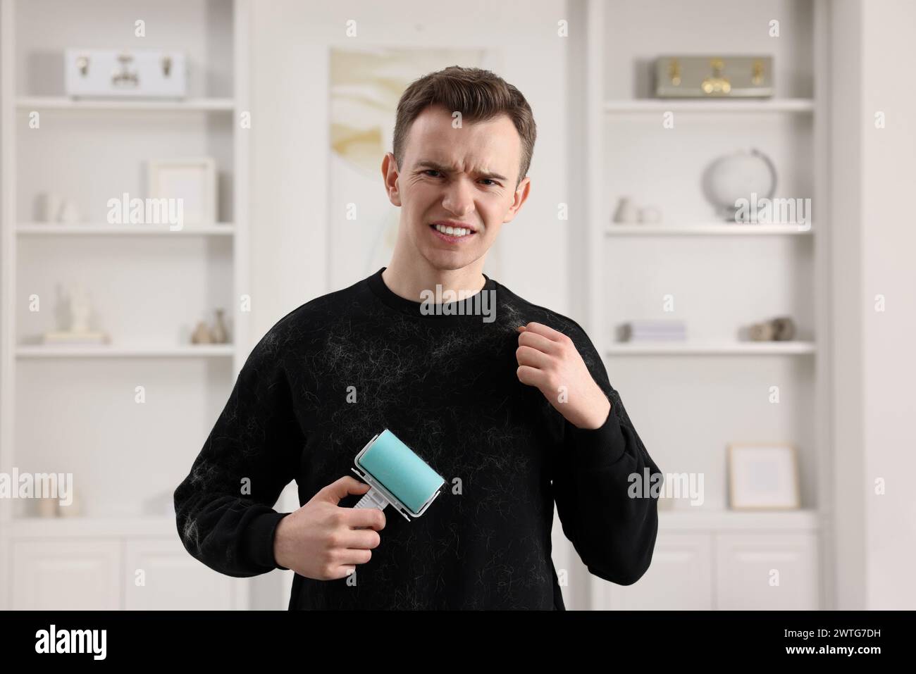 Pet shedding. Disgusted man with lint roller removing dog's hair from sweater at home Stock Photo