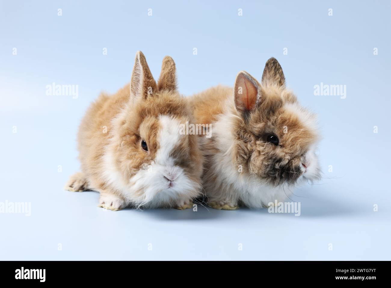 Cute little rabbits on light blue background Stock Photo - Alamy
