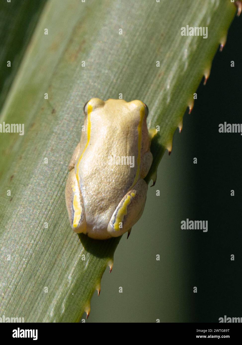 Yellow lined madagascan reed frog hi-res stock photography and images ...