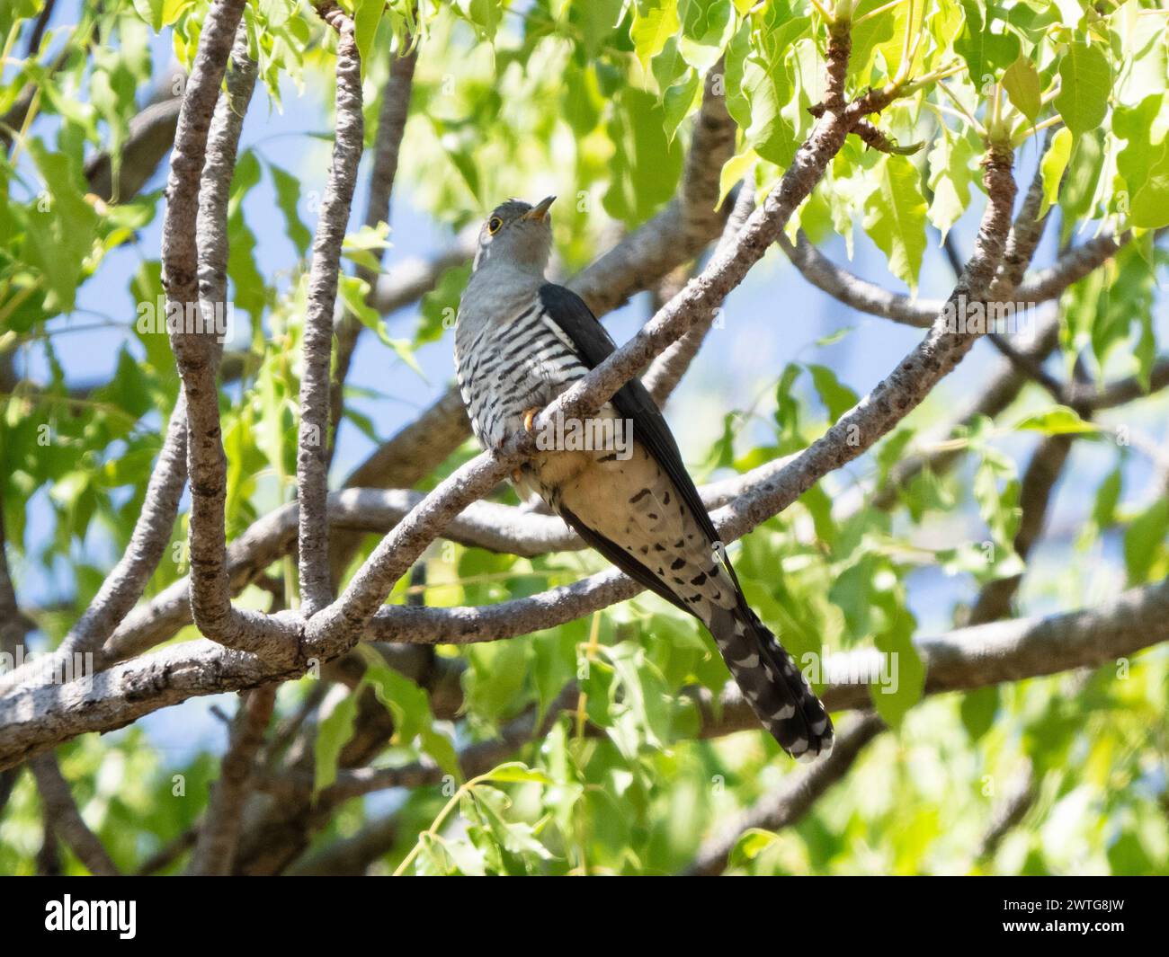 Madagascar cuckoo, Cuculus rochii, Isalo National Park, Madagascar