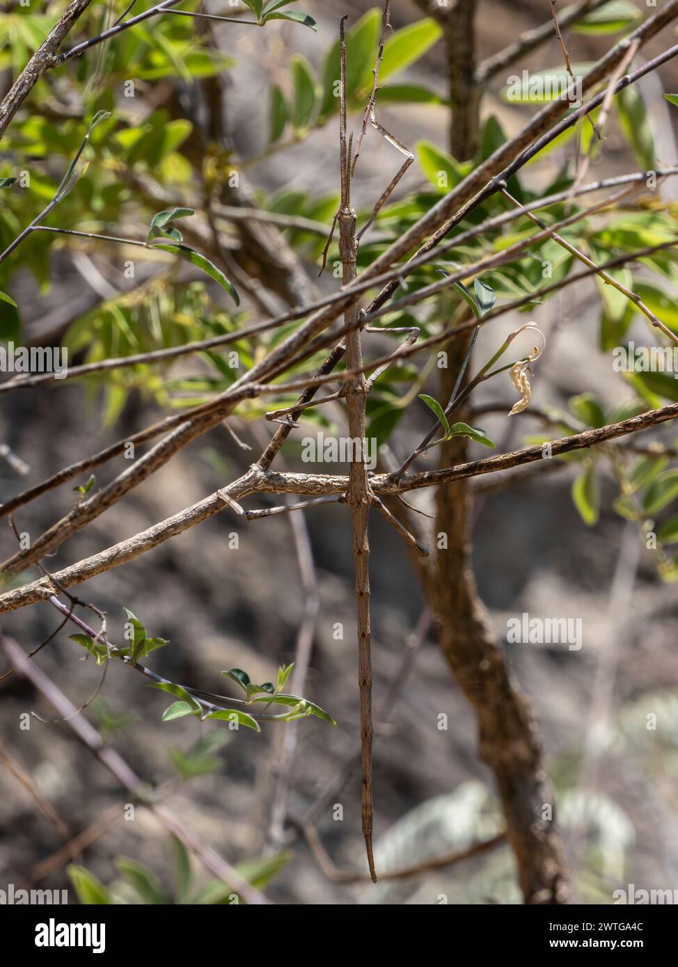 Walking stick insect,Achrioptera impennis, Isalo National Park, Madagascar Stock Photo