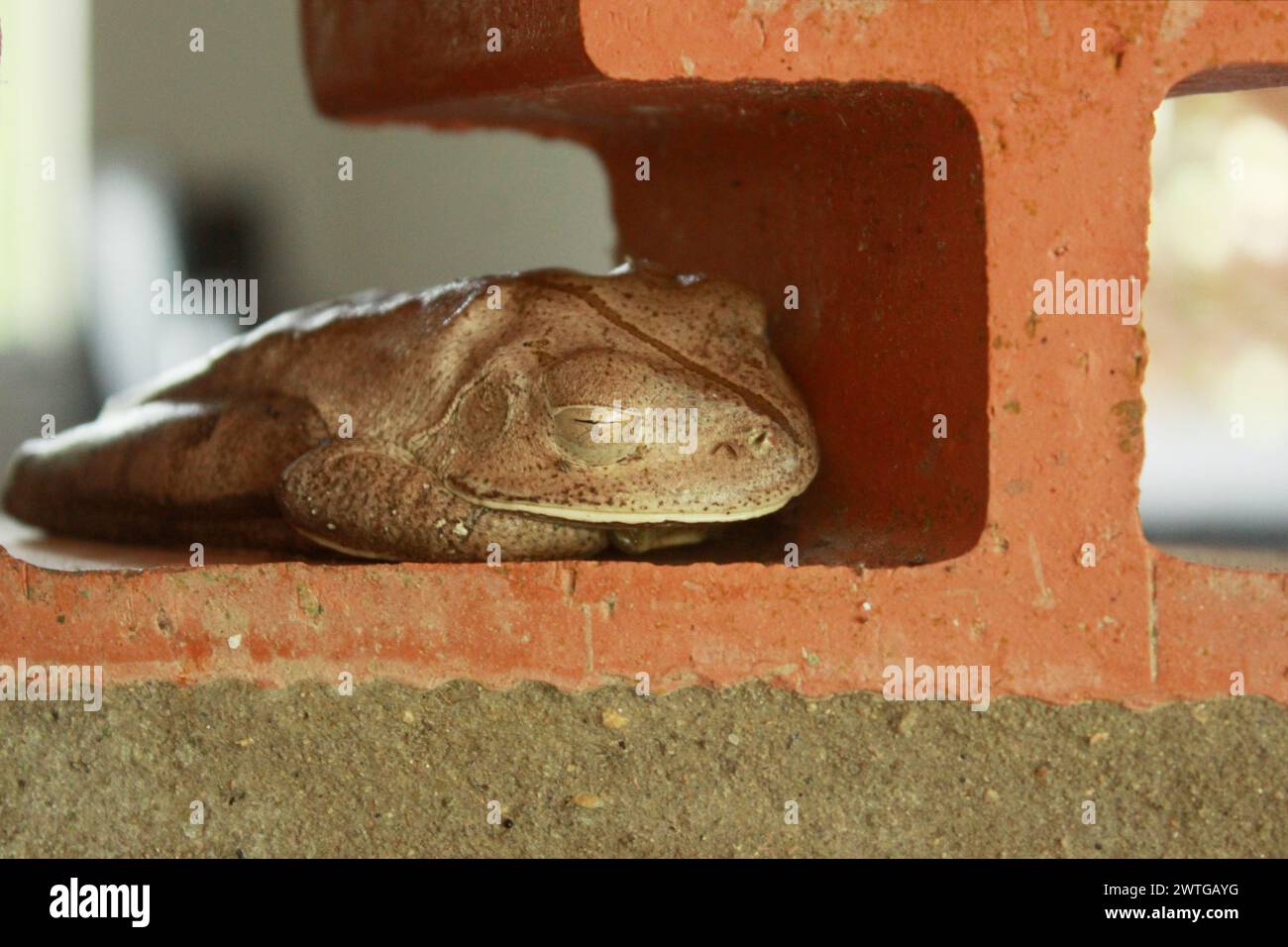 Boana Faber Treefrog, formerly Hyla Wachei, known as Hammerfrog or Blacksmith Frog. Species of amphibian, from the Hylidae family. Sleeping. Stock Photo