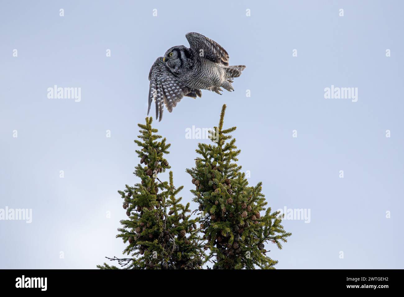 Northern Hawk Owl  (Surnia ulula) in the boreal forest of Saskatchewan, Canada. Northern Hawk Owls are uncommon and not well-studied. Stock Photo