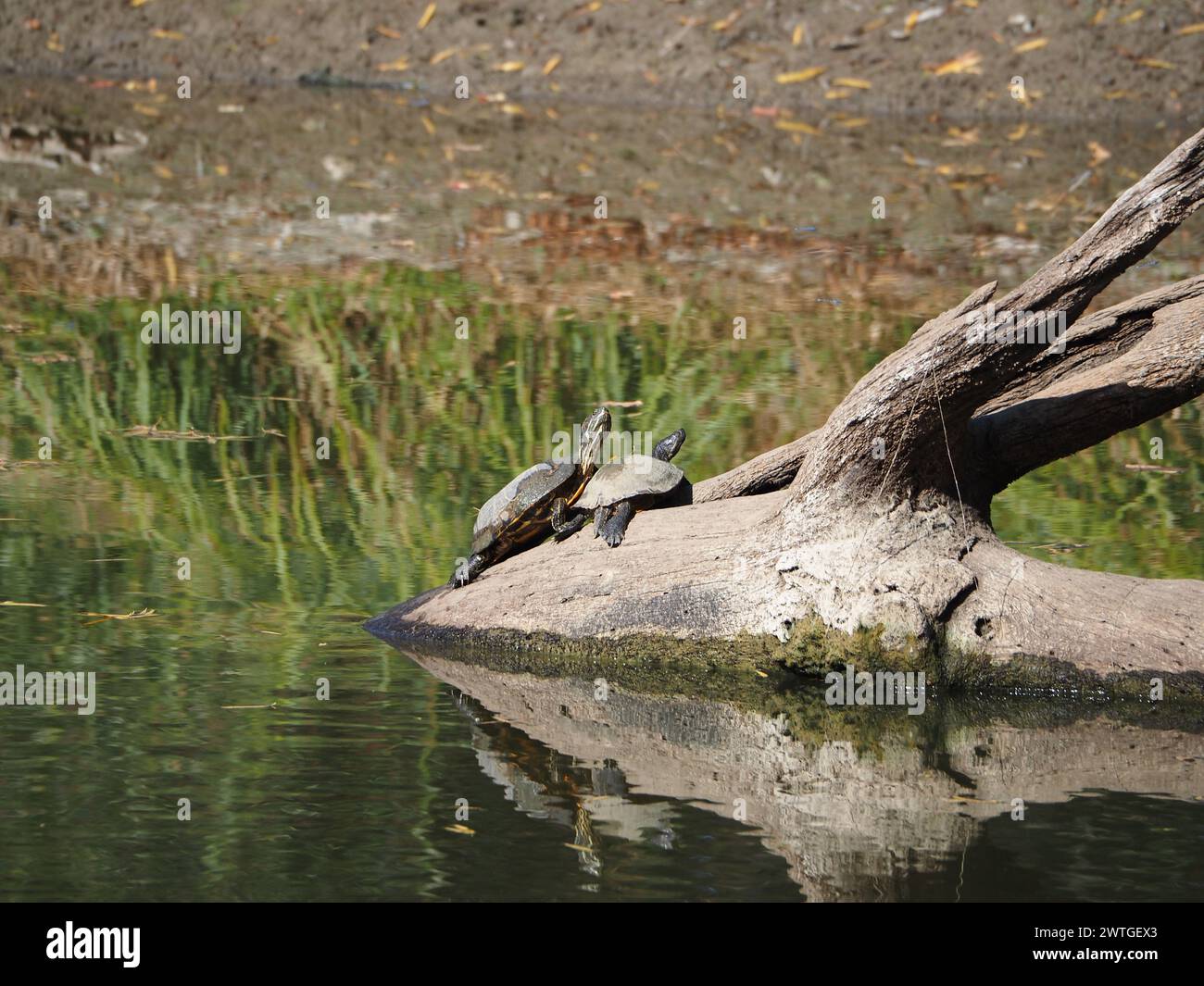 Turtles at the pond Stock Photo - Alamy