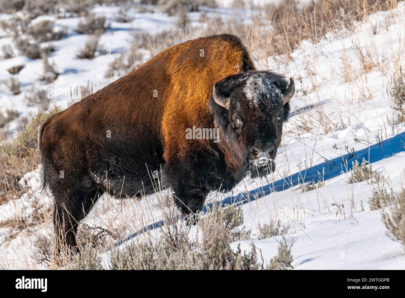 BISON LAMAR VALLEY YELLOWSTONE NATIONAL PARK WYOMING USA Stock Photo BISON LAMAR VALLEY YELLOWSTONE NATIONAL PARK WYOMING USA Stock Photo