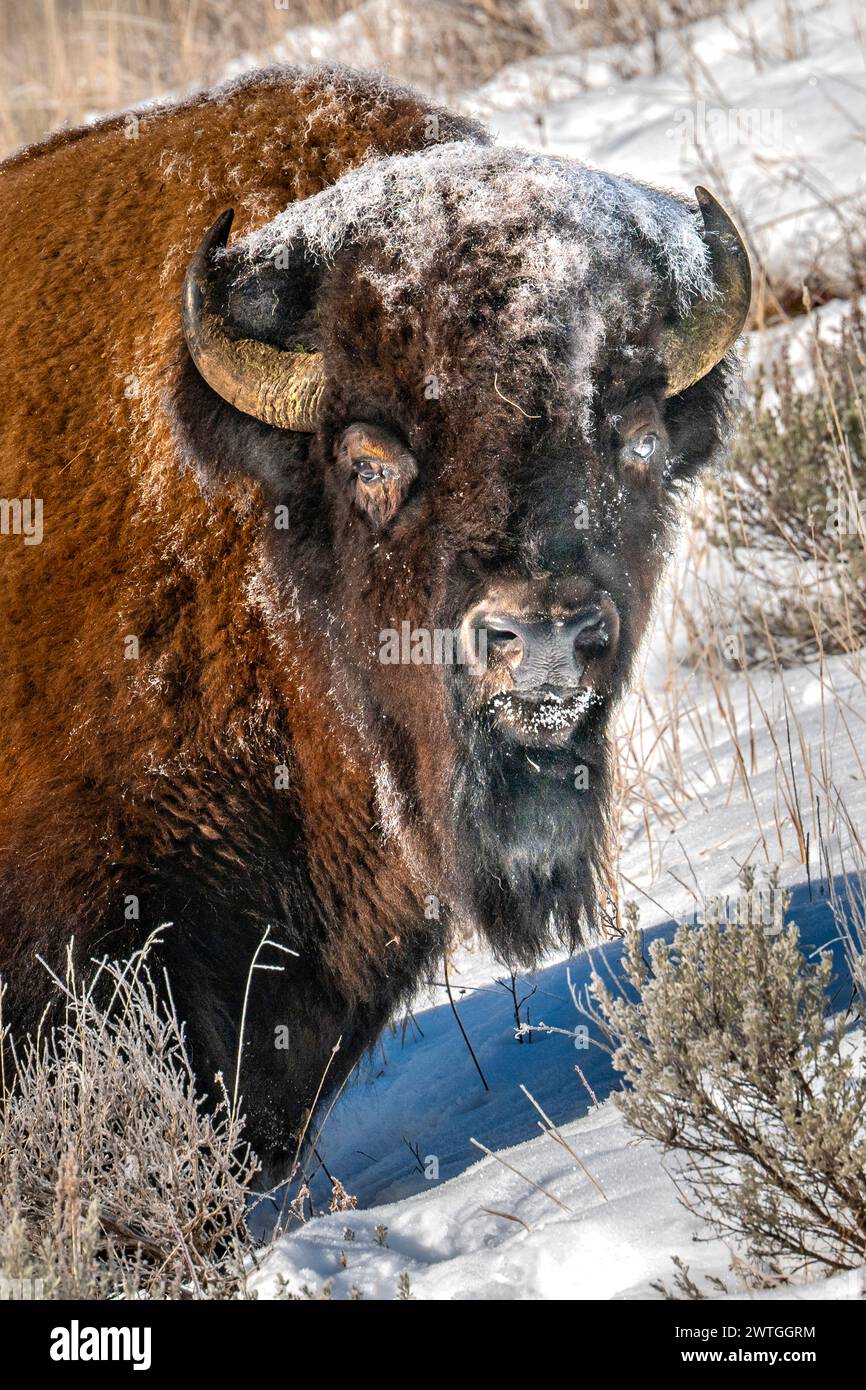 Bison lamar valley yellowstone hi-res stock photography and images - Alamy