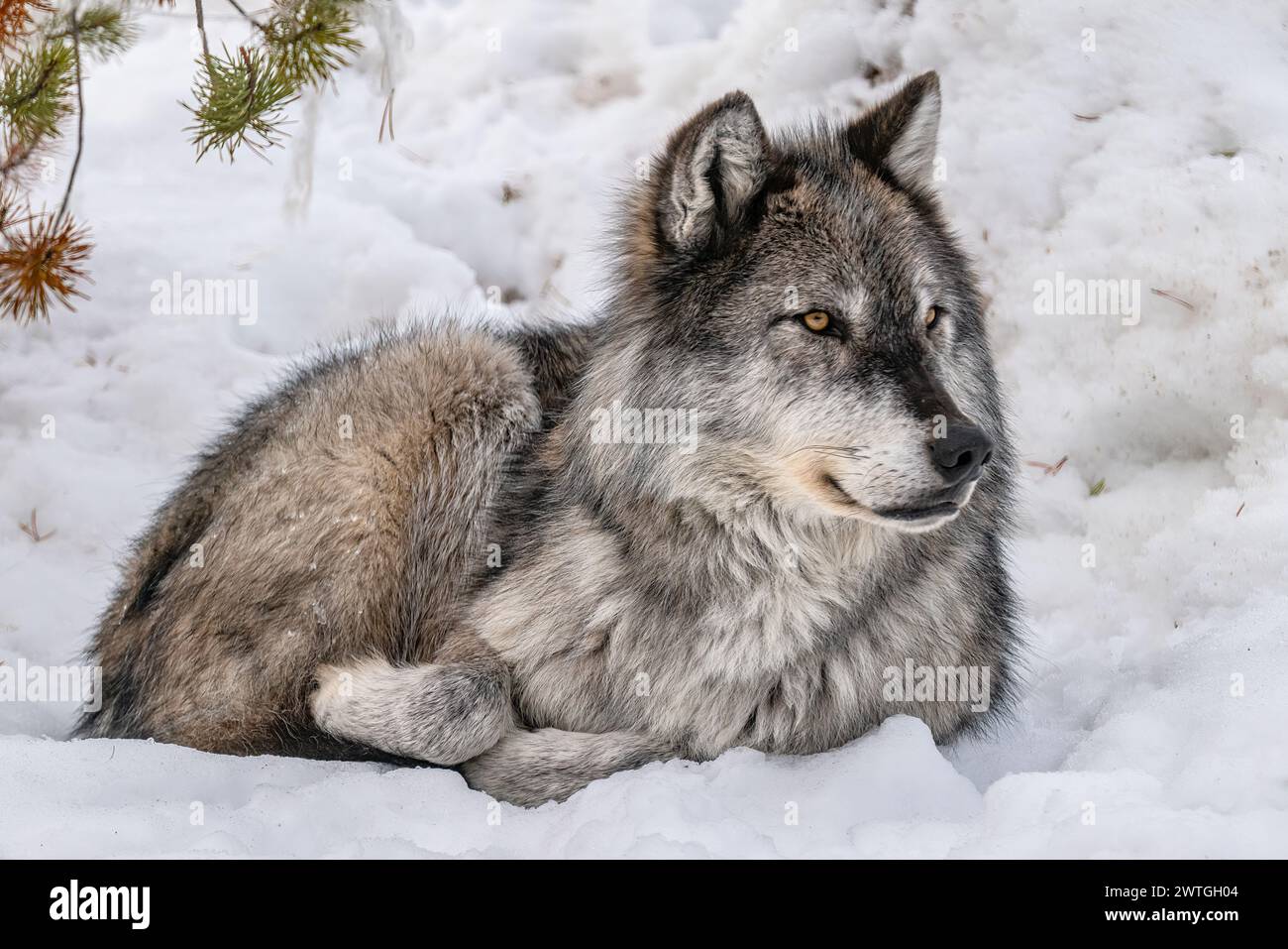 GRAY WOLF GRIZZLY & WOLF DISCOVERY CENTER WEST YELLOWSTONE MONTANA USA Stock Photo