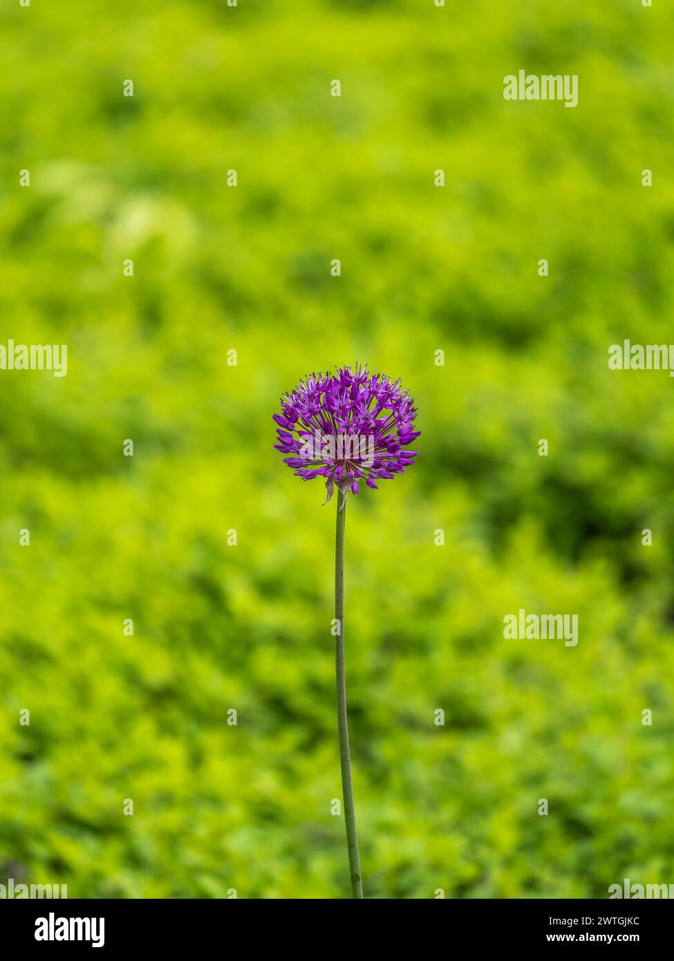 Close-up of the inflorescence of the Rosenbachian onion, Allium rosenbachianum, blooming in the garden in spring or summer. Stock Photo