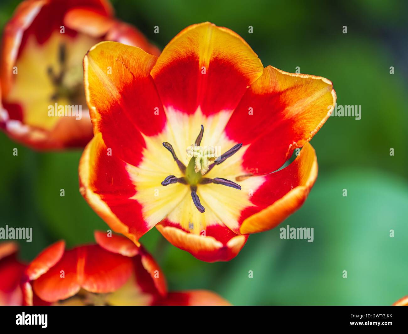 Springtime Tulips Red Colorful red tulips blossom in spring. Natural sprintime background ...