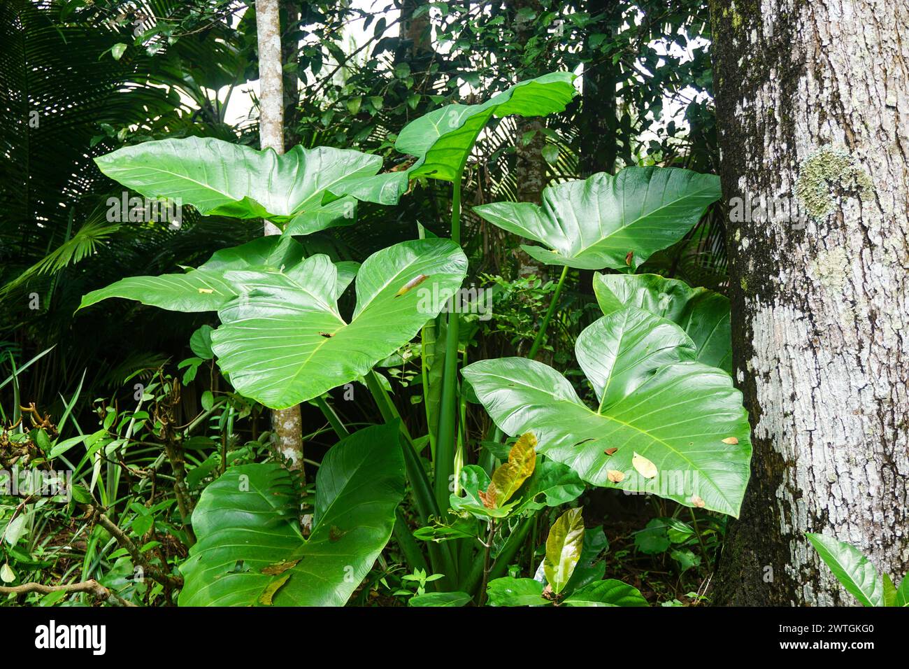 Stock Photos of villages in Indonesia Stock Photo - Alamy