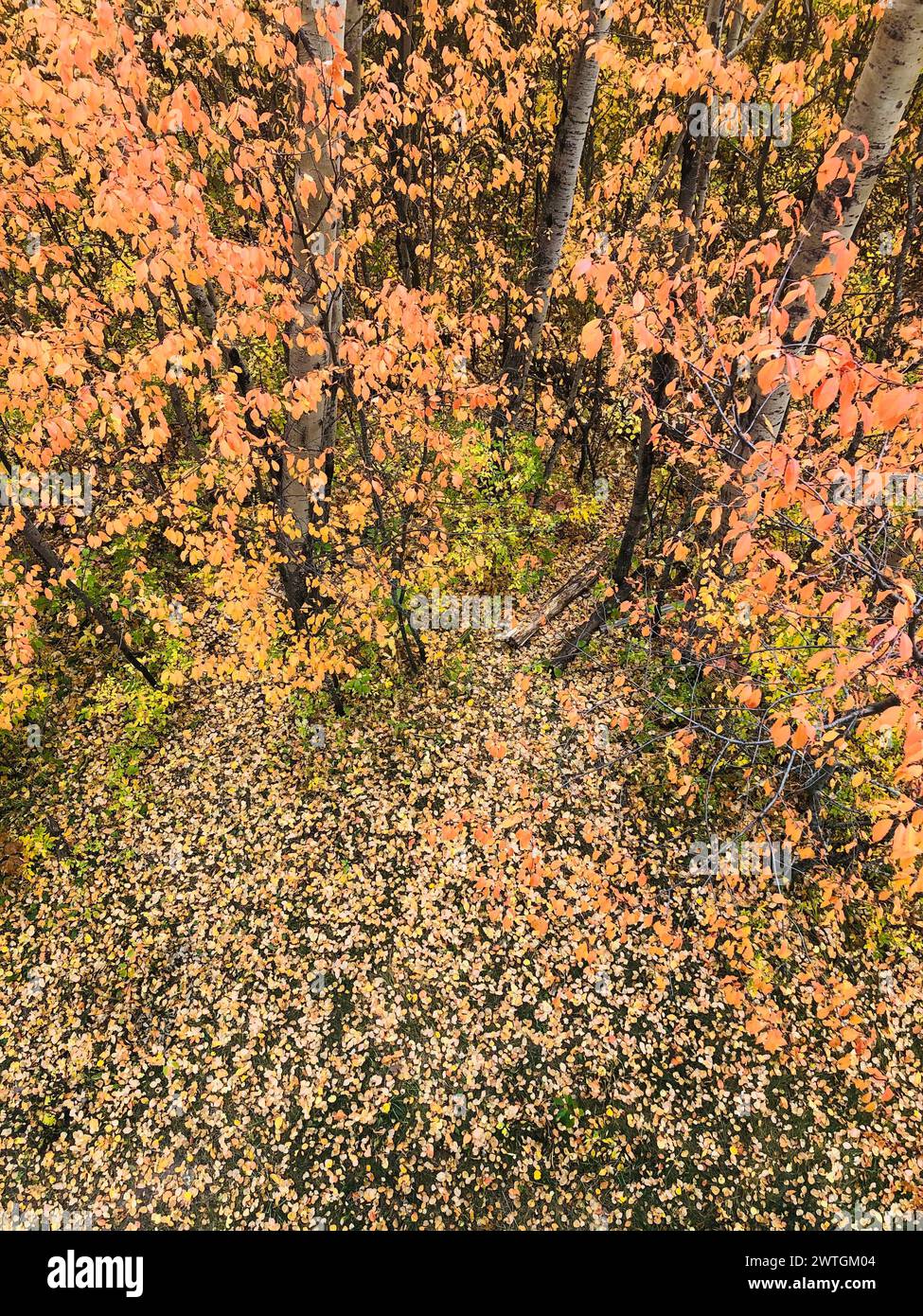 Aerial view of vibrant forest with colorful trees Stock Photo - Alamy