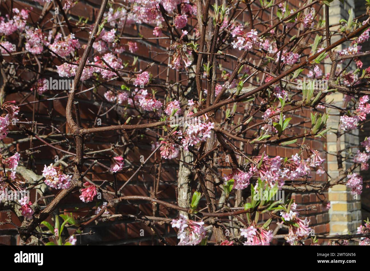 Copenhagen, Denmark /16 March 2024/Cherry blossoms and springs weather in Copenahgen. Photo.Francis Joseph Dean/Dean Pictures Stock Photo