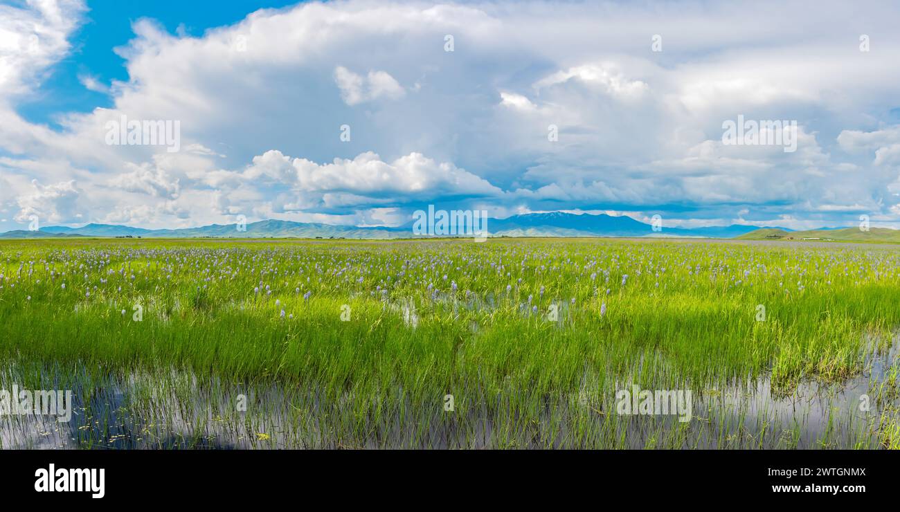 Camas Prairie Centennial Marsh Stock Photo