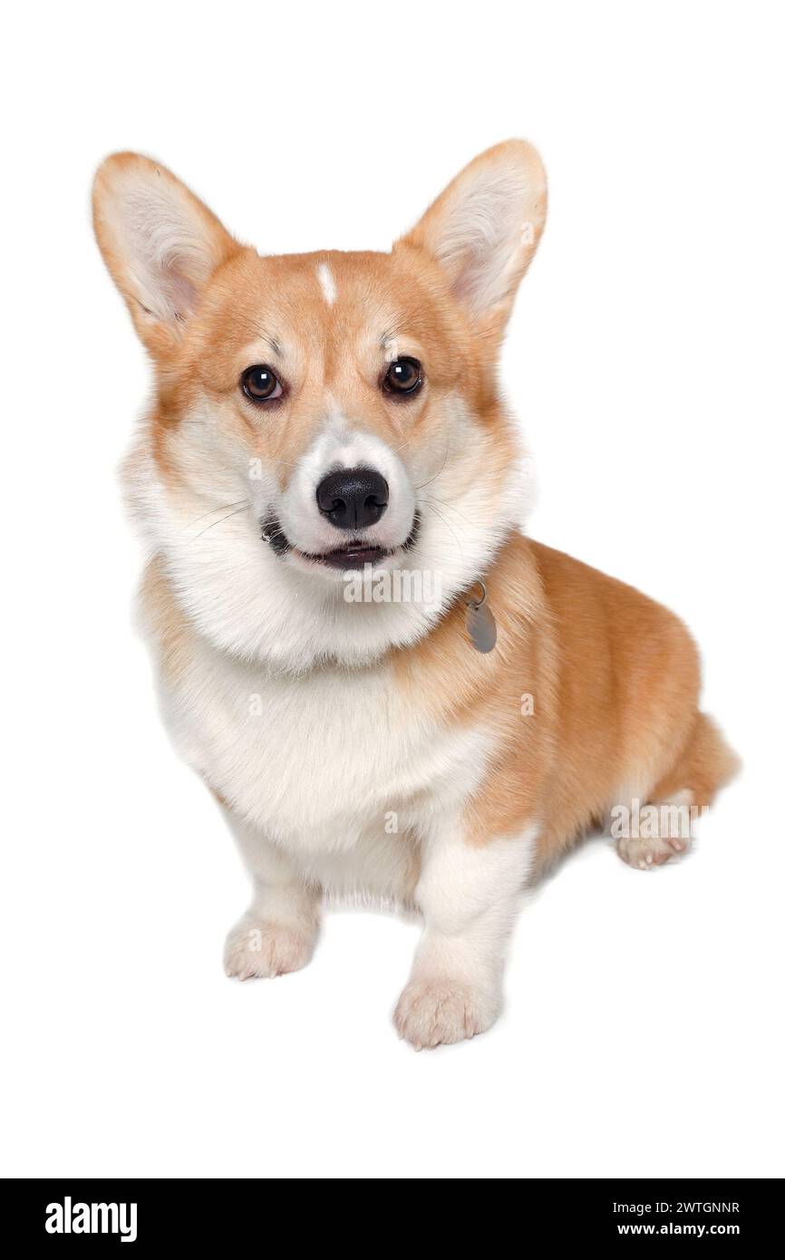 Welsh Corgi Pembroke dog isolated on a white background Stock Photo - Alamy