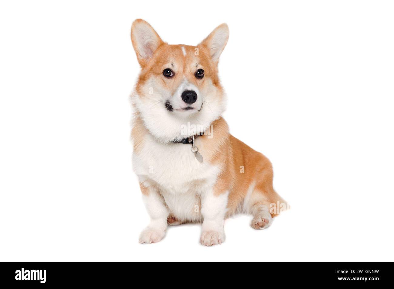 Welsh Corgi Pembroke dog isolated on a white background Stock Photo - Alamy
