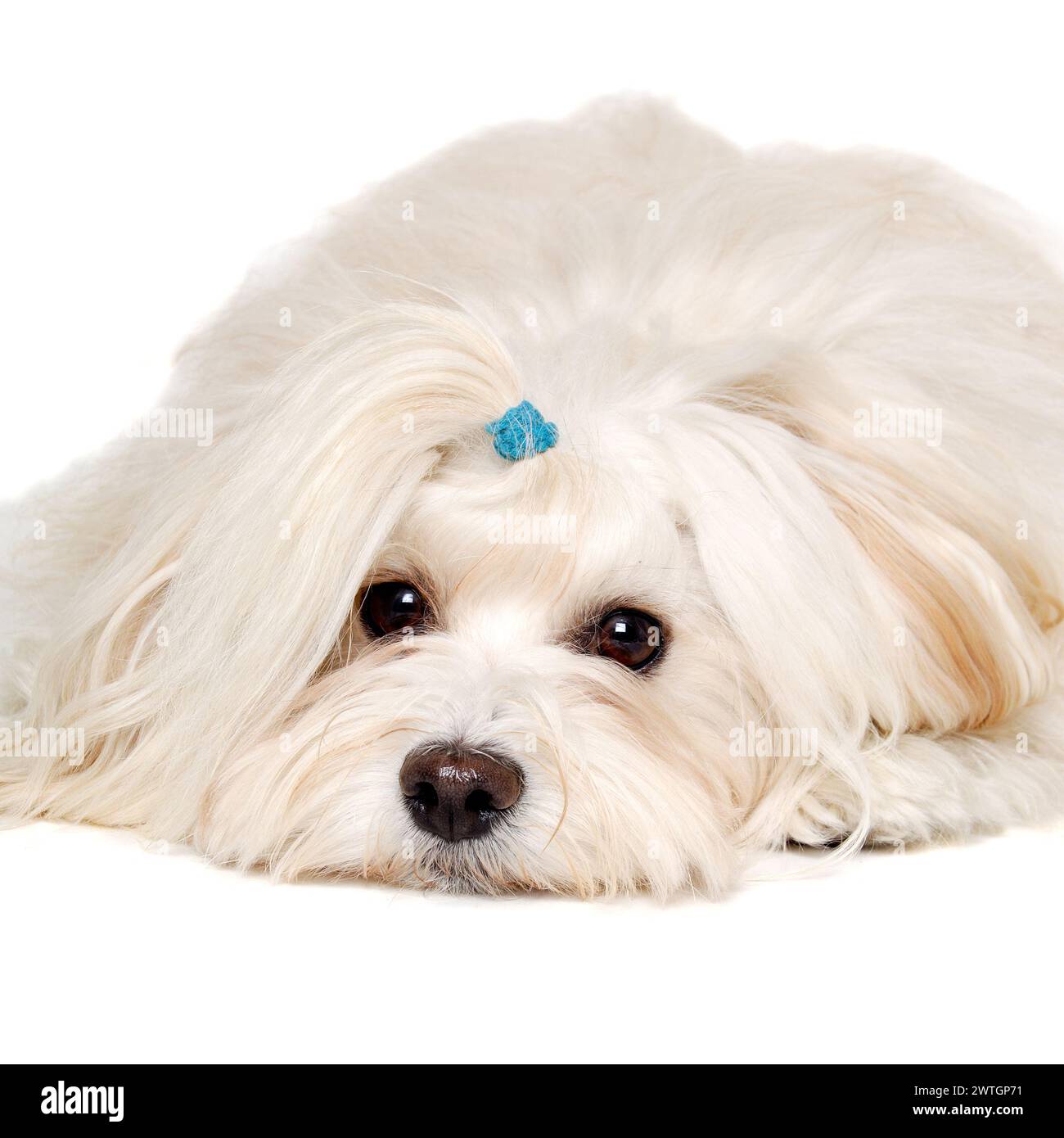 Coton de Tulear Umbrella - Prince Blue Coton de Tulear Umbrella - Prince Blue