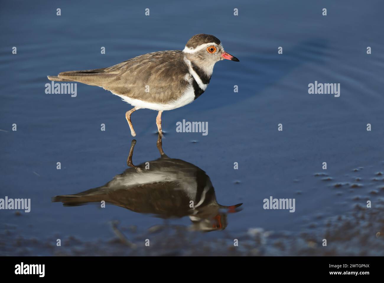 Three-banded plover, or three-banded sandplover (Charadrius tricollaris), is a small wader. This plover is resident and generally sedentary in much of Stock Photo
