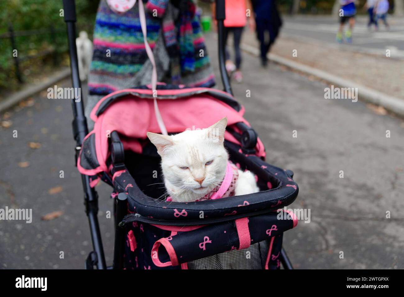 Central Park, A relaxed white cat in a pram on a city walk, Manhattan, New York City, New York, USA, North America Stock Photo